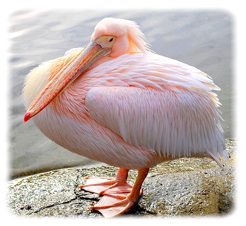 pink-pelican .jpg