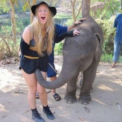 horny-elephant.jpg