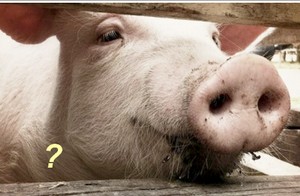 a bella pig.jpg